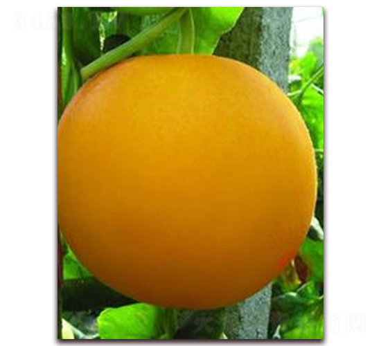 ����ɯ��-��Ƥ��ϷN��-�����N��