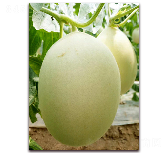 ѩ����-��Ƥ��ϷN��-�����N��