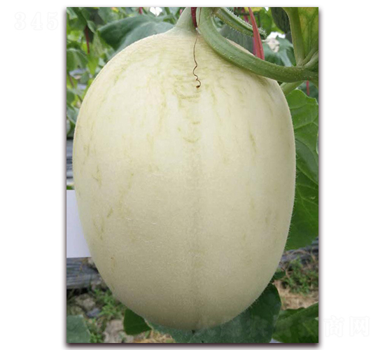 ѩ��-��Ƥ��ϷN��-�����N��