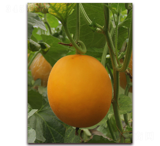 ����-��Ƥ��ϷN��-�����N��