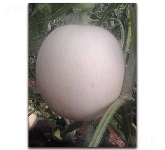 ��ѩ��̖-��Ƥ��ϷN��-�����N��