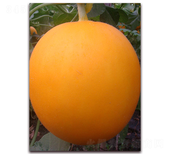 ��t-��Ƥ��ϷN��-�����N��