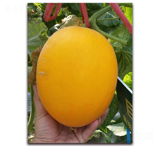 ����74-��Ƥ��ϷN��-�����N��