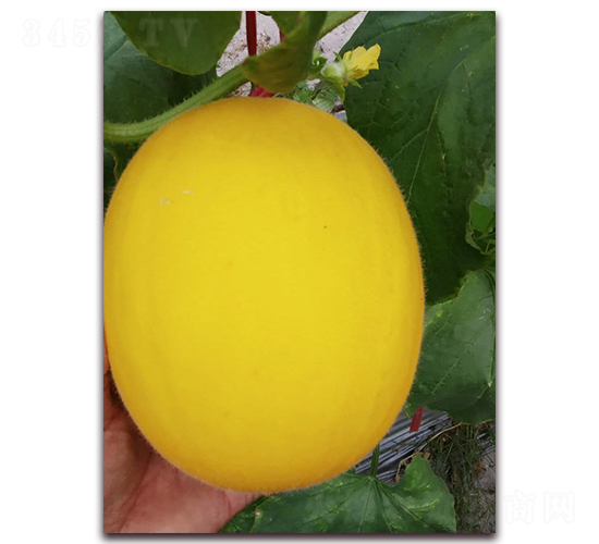 �t�M��-��Ƥ��ϷN��-�����N��