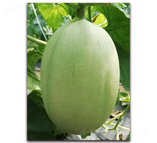 �����|����-��Ƥ��ϷN��-�����N��