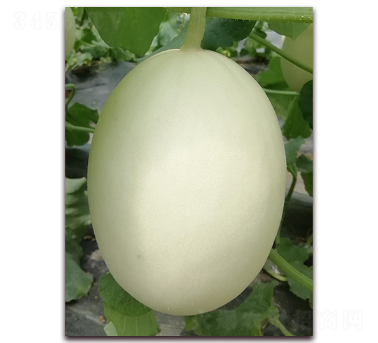 ��t��-��Ƥ��ϷN��-�����N��