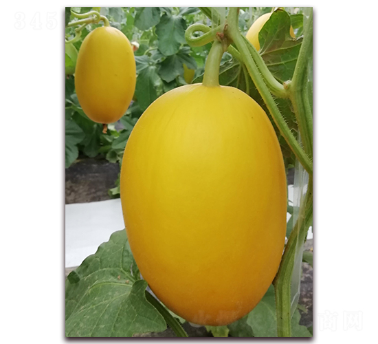 ��t��-��Ƥ��ϷN��-�����N��