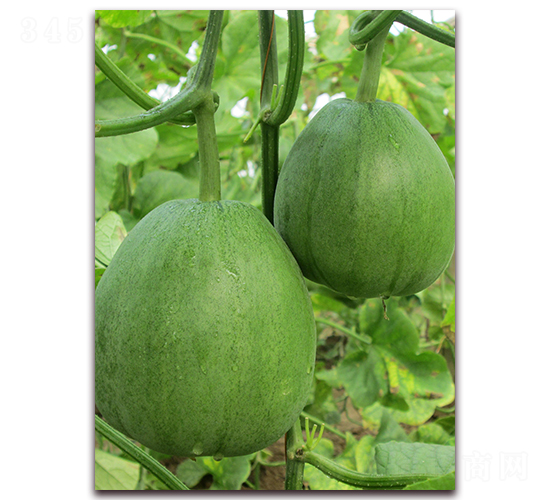 �G��-��Ƥ��ϷN��-�����N��