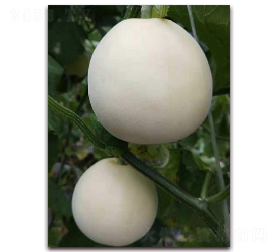 ����һ̖-��Ƥ��ϷN��-�����N��