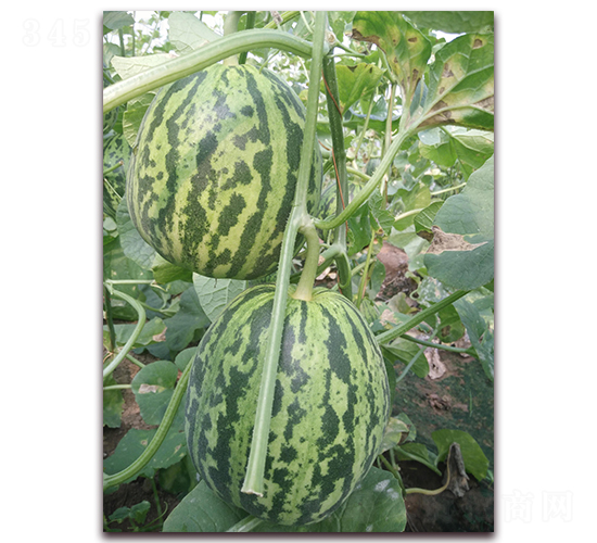 ��(chu��ng)�»���һ̖-��Ƥ��ϷN��-�����N��