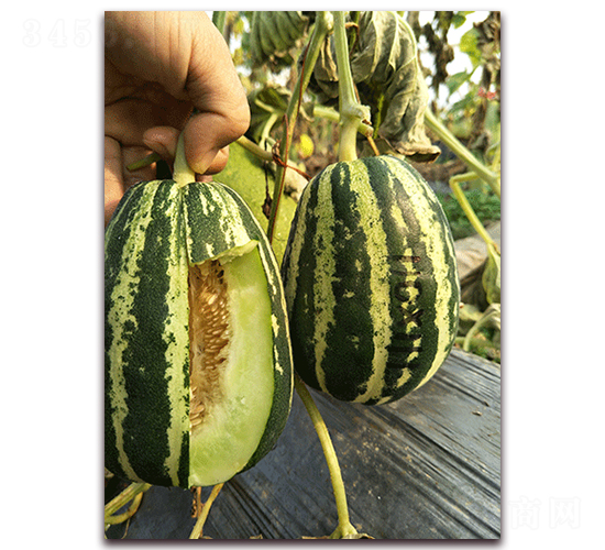 ����Y38-��Ƥ��ϷN��-�����N��