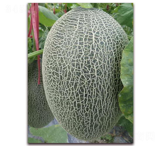 �¼t��17̖(h��o)-���ܹϷN��-�����N��