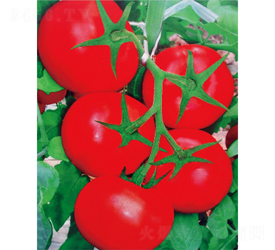 ����ʮ̖(h��o)-���ѷN��-����