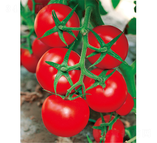 ������̖-���ѷN��-����