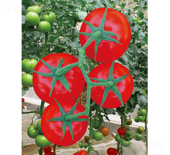 ������̖(h��o)-���ѷN��-����