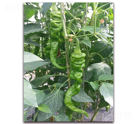 ����402-�����N��-�����