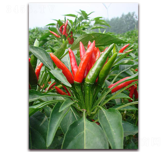 23����-�����N��-�����