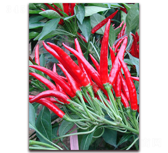 ǧ��t-�����N��-�����