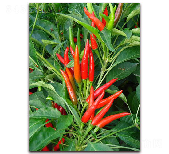 ��ֲ����-�����N��-�����