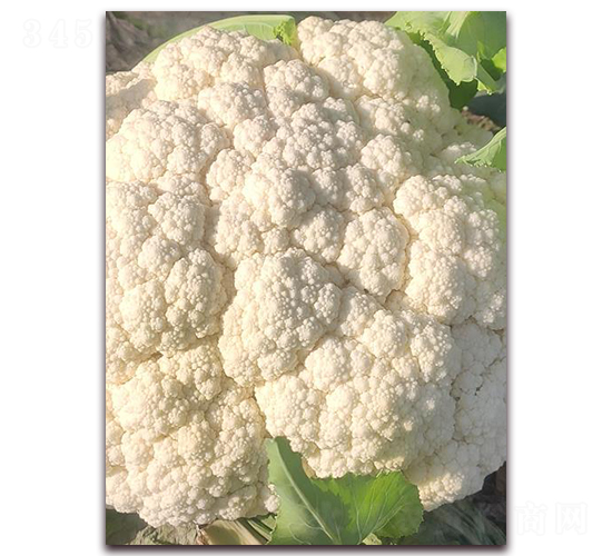 ����105��-�ɻ��˷N��-�����