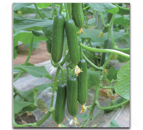 ����-�S�ϷN��-�����o(j��)�N��