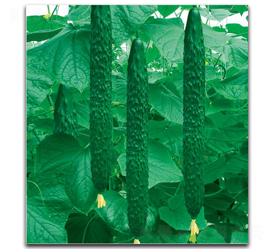 S1882-�S�ϷN��-�����o(j��)�N��