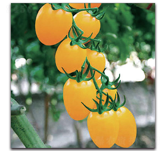 �Sʥ��-���ѷN��-�����o(j��)�N��