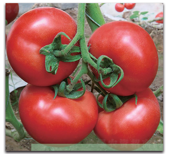 �����192-���ѷN��-�����o�N��