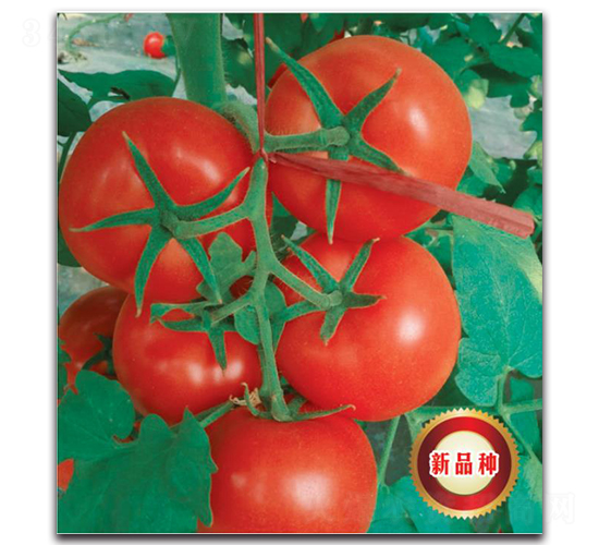 �����121-���ѷN��-�����o(j��)�N��