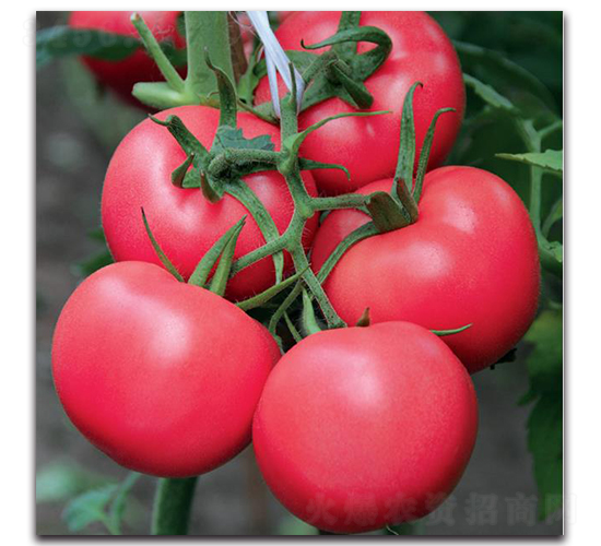 ����һ̖-���ѷN��-�����o�N��