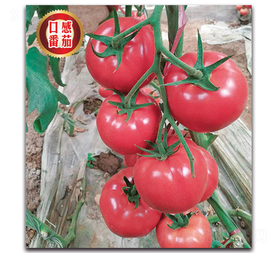 ���F��313-���ѷN��-�����o�N��