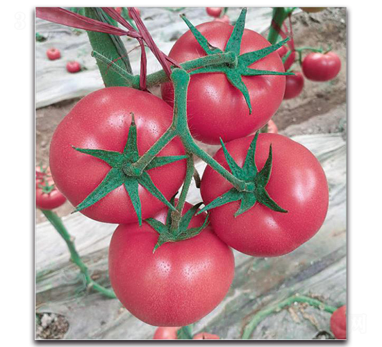 ���F��270-���ѷN��-�����o(j��)�N��