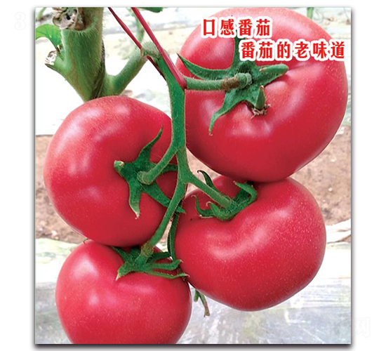 ���F��233-���ѷN��-�����o(j��)�N��