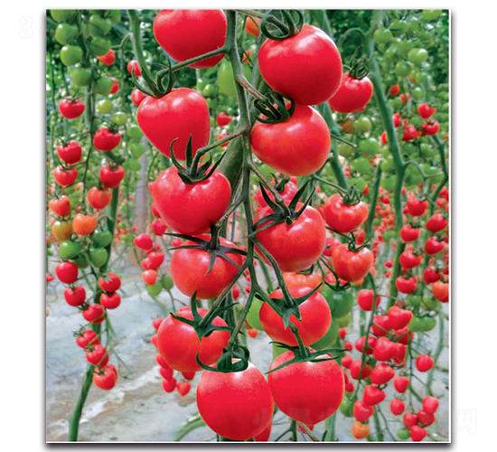 ��·�101-���ѷN��-�����o(j��)�N��