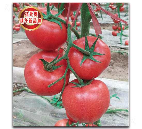 TMP18326-���ѷN��-�����o�N��