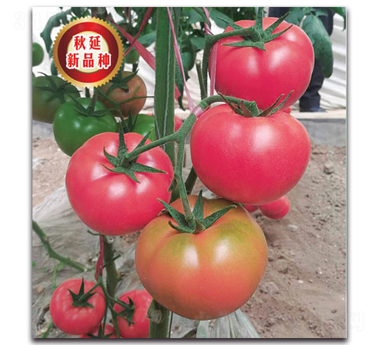 TMP17455-���ѷN��-�����o(j��)�N��