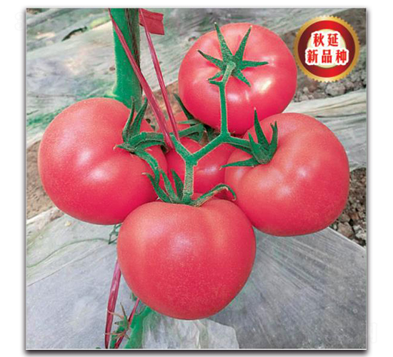 TMP17292-���ѷN��-�����o(j��)�N��