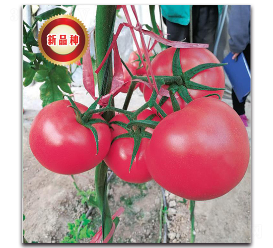 TMP17191-���ѷN��-�����o�N��