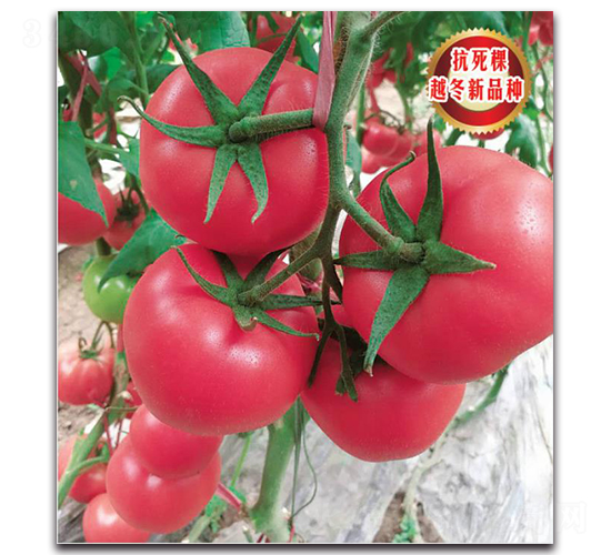 TMP17179-���ѷN��-�����o�N��