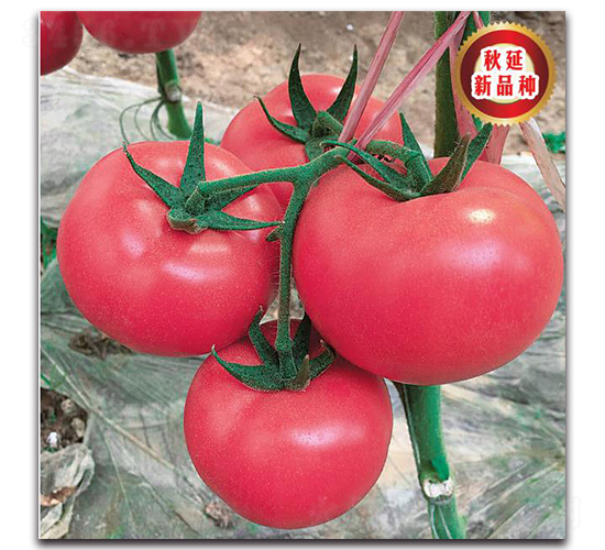 TMP17175-���ѷN��-�����o�N��