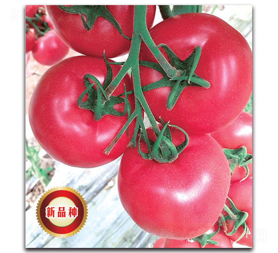 TMP16451-���ѷN��-�����o(j��)�N��