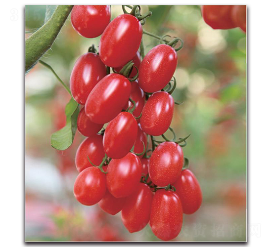 NC13-60-���ѷN��-�����o(j��)�N��