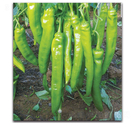 ���ؠ�6̖-�����N��-�����o�N��