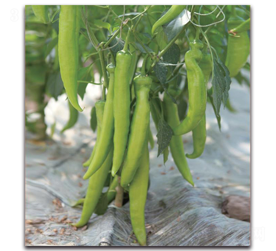 ���ؠ�2̖-�����N��-�����o�N��