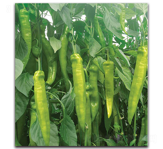 HP1728-�����N��-�����o(j��)�N��