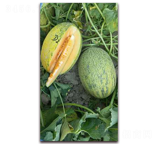 ����25̖(h��o)-��ϷN��-�F(xi��n)���N�I(y��)