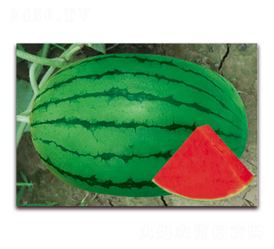 �紺�t��-���ϷN��-����