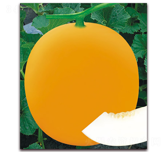 �żt��-��ϷN��-����