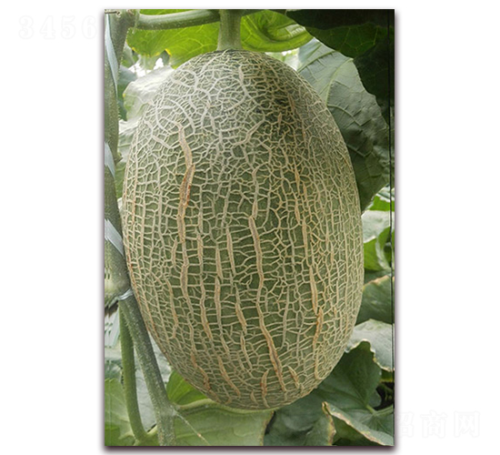 ���@28-��ϷN��-����