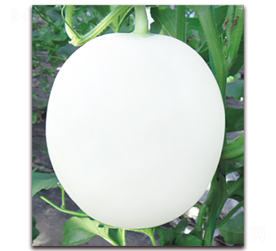 �p�t-��ϷN��-����